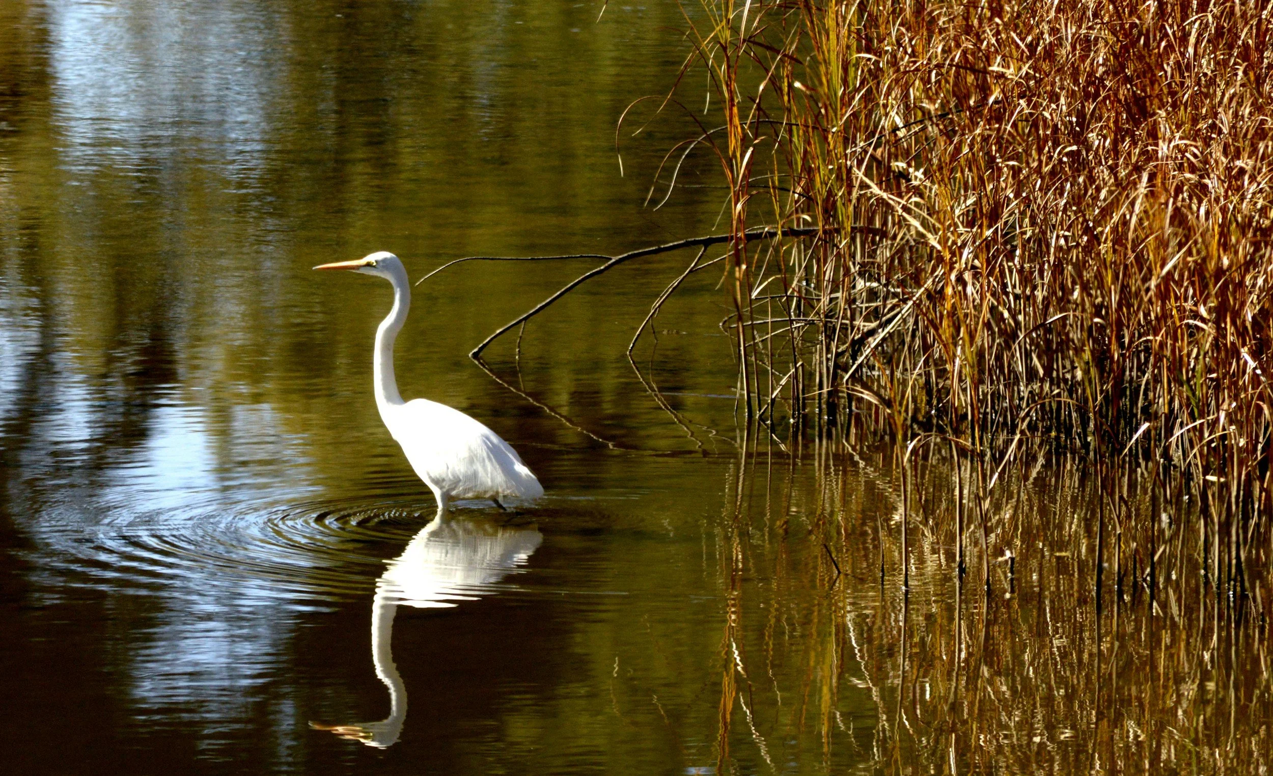 A white heron standing in shallow water near reeds, with a reflection in the water.