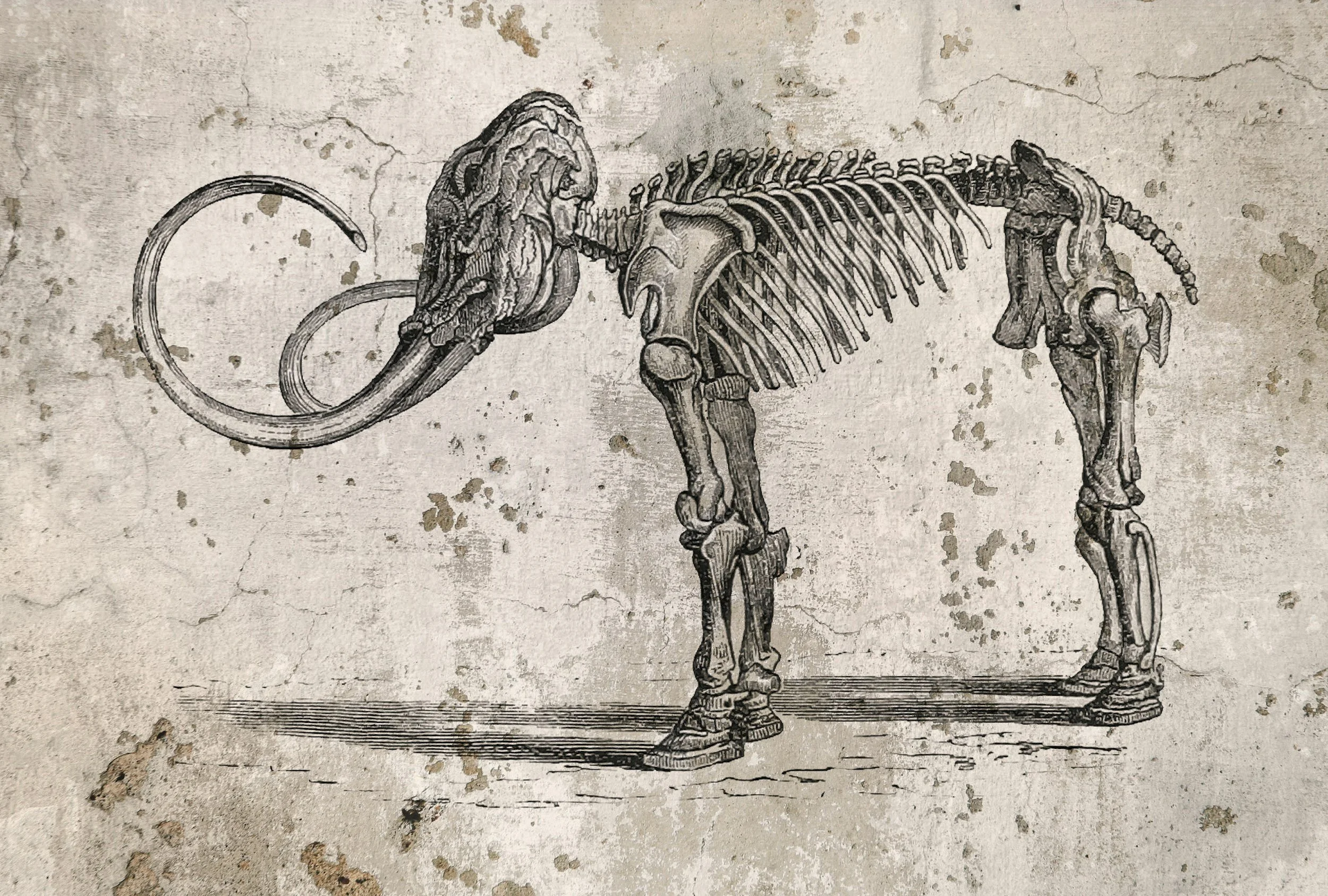 Mammoth Rider Family Trail