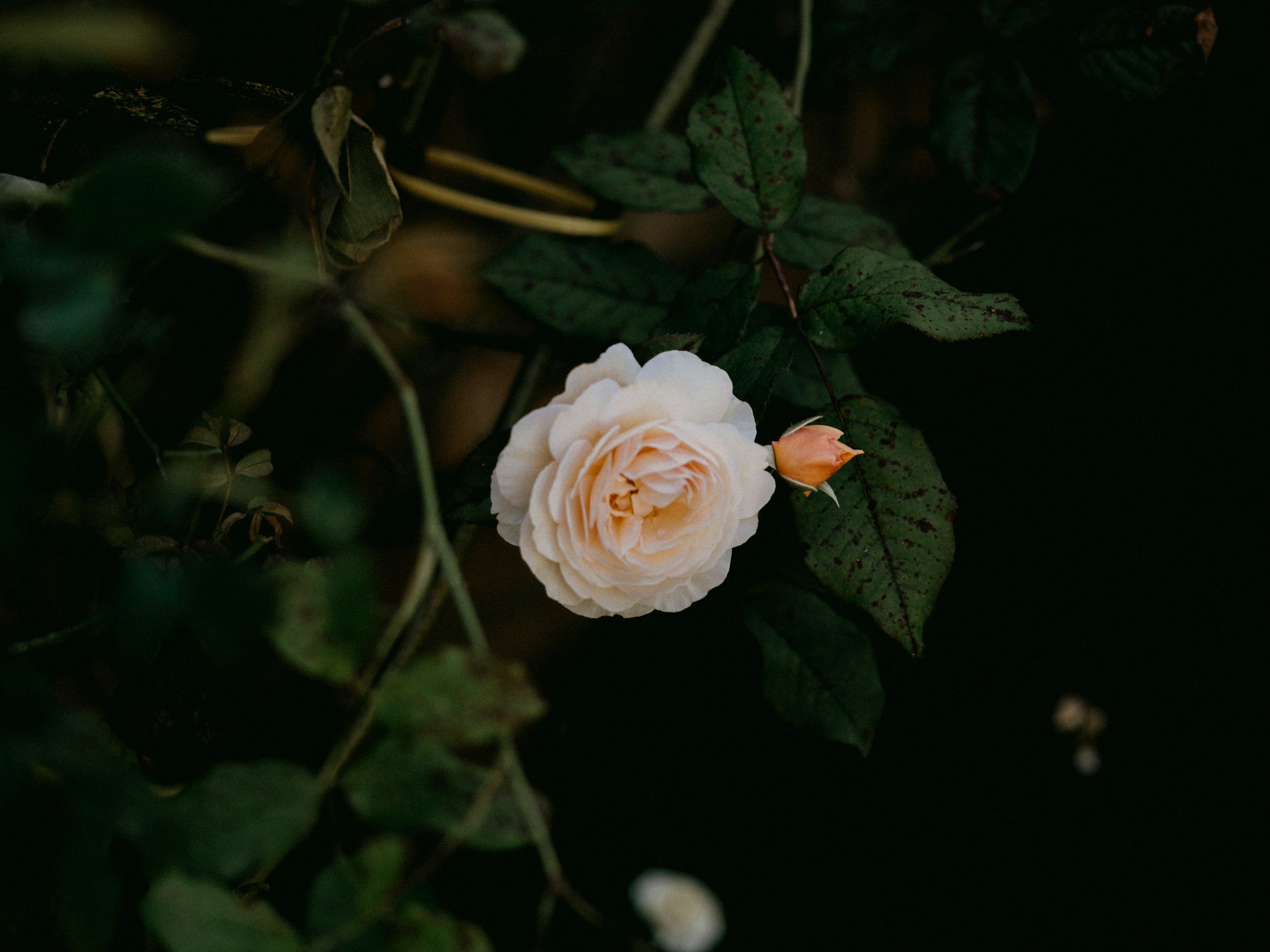 David Austin Roses & Gardens