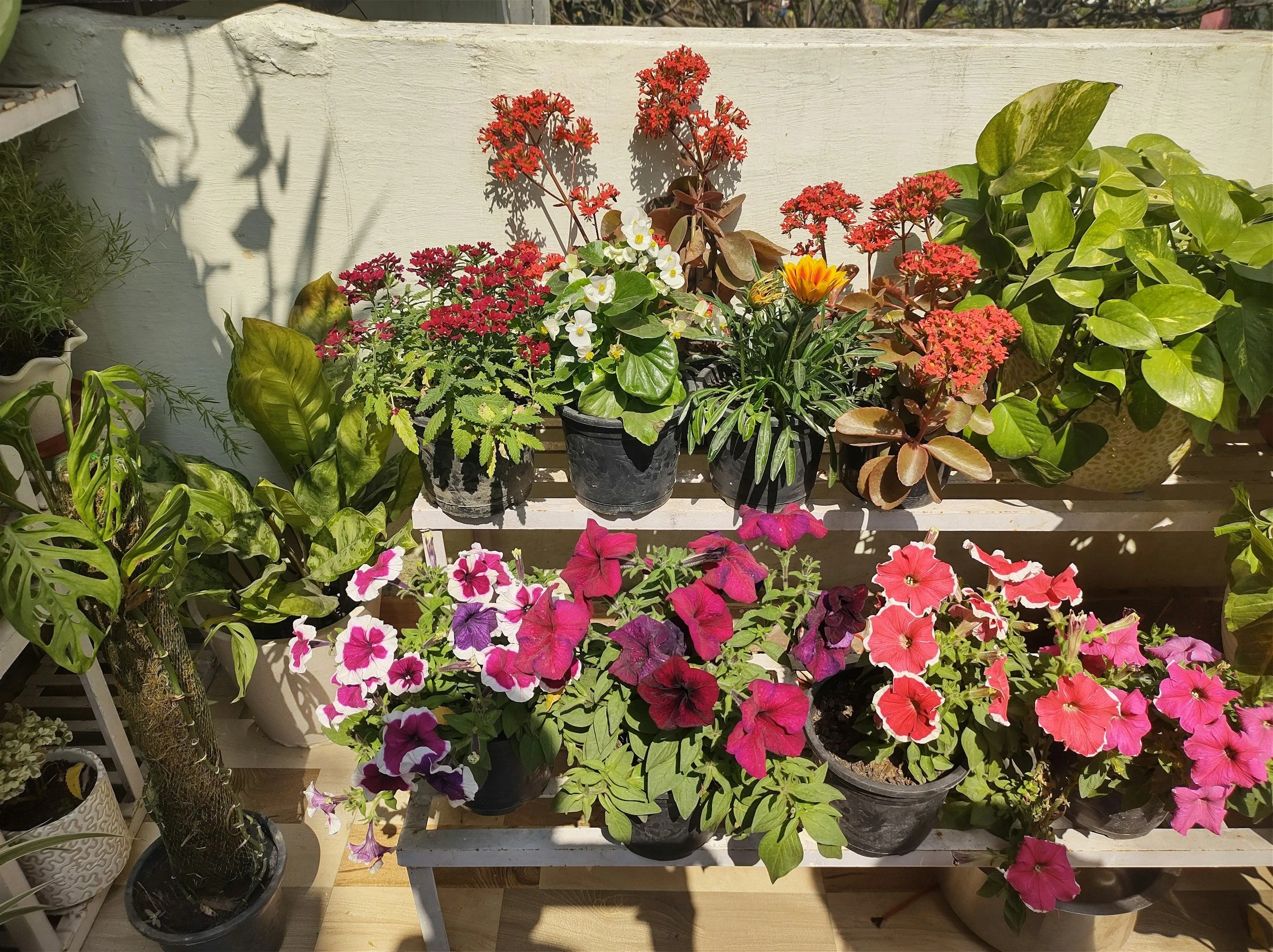 Cirencester Gardening Club Annual Show