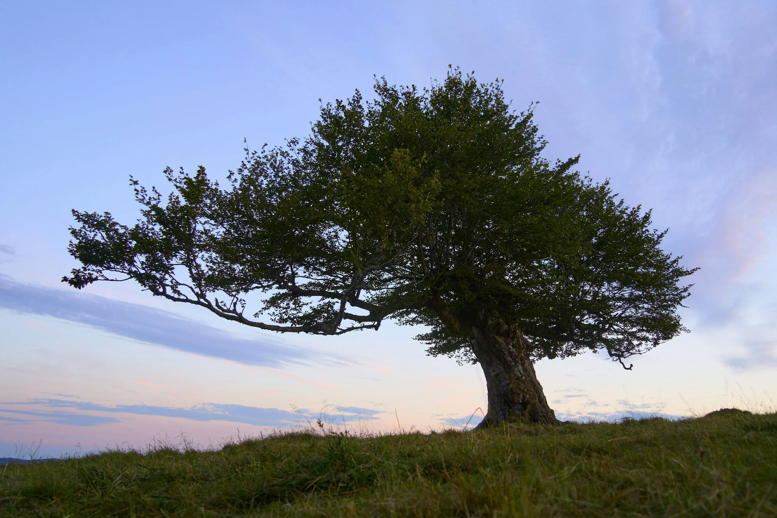 Film - The Magic Faraway Tree
