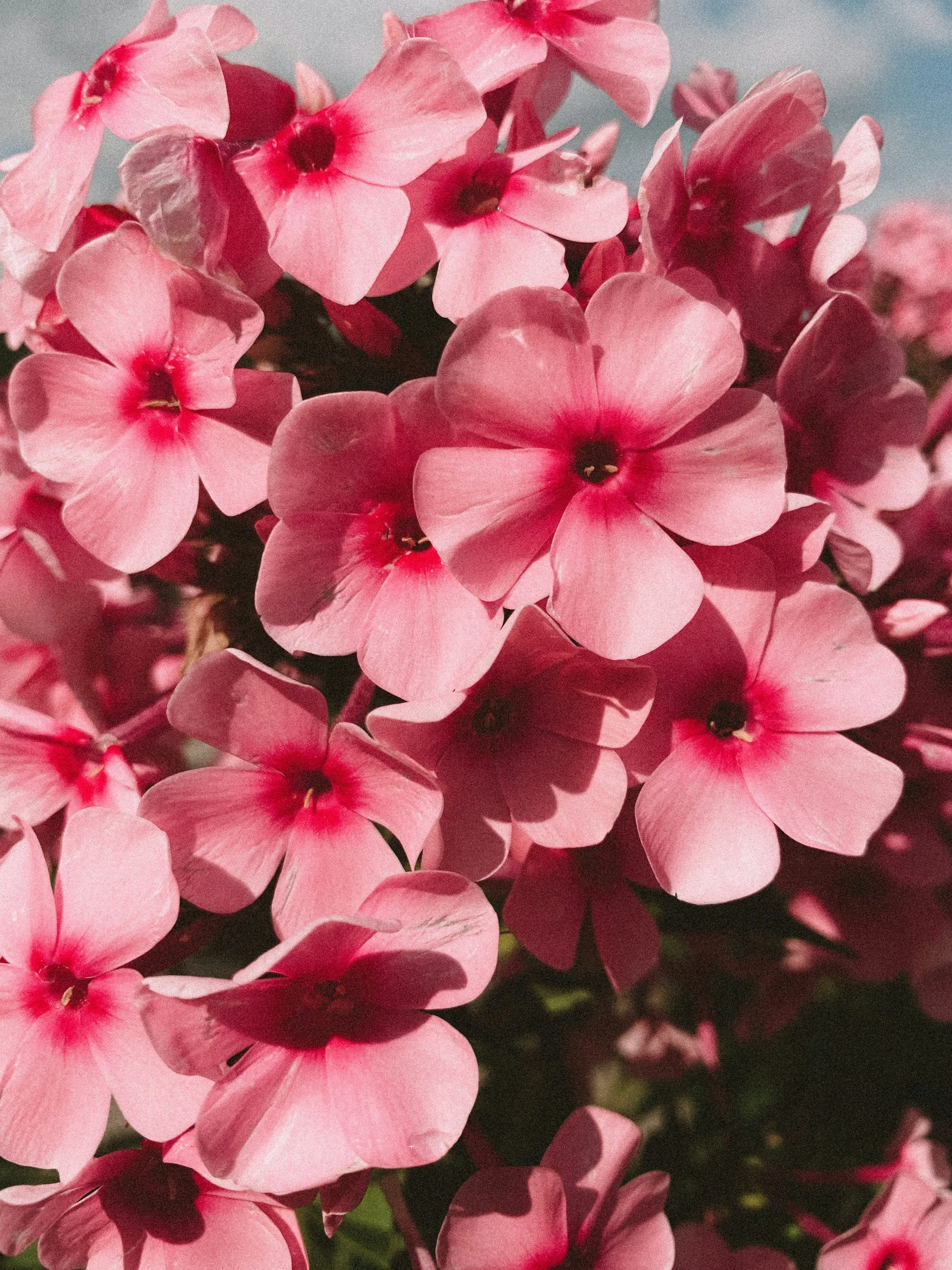 Plant Sale