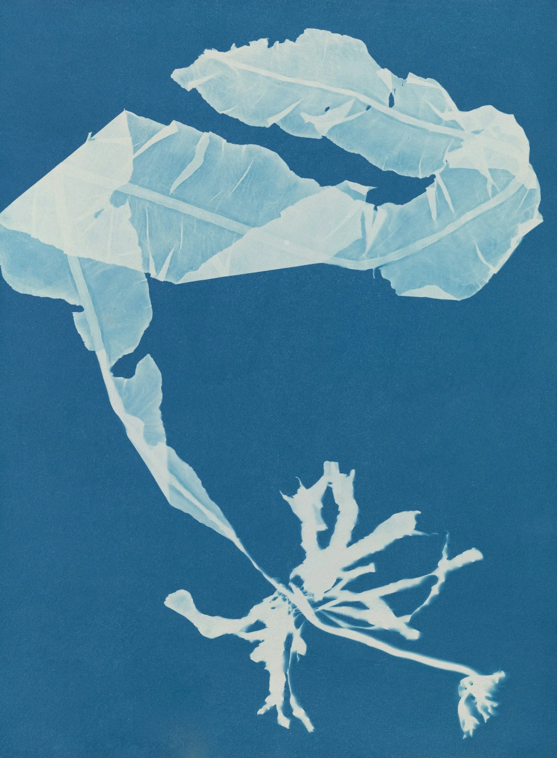 Workshop - Beginners Botanical Cyanotype