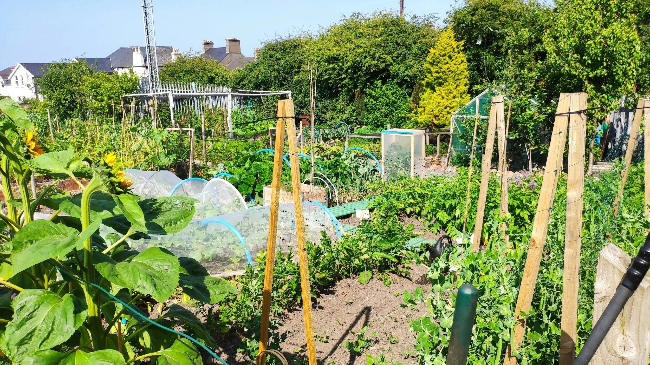Kingshill Community Garden Progress