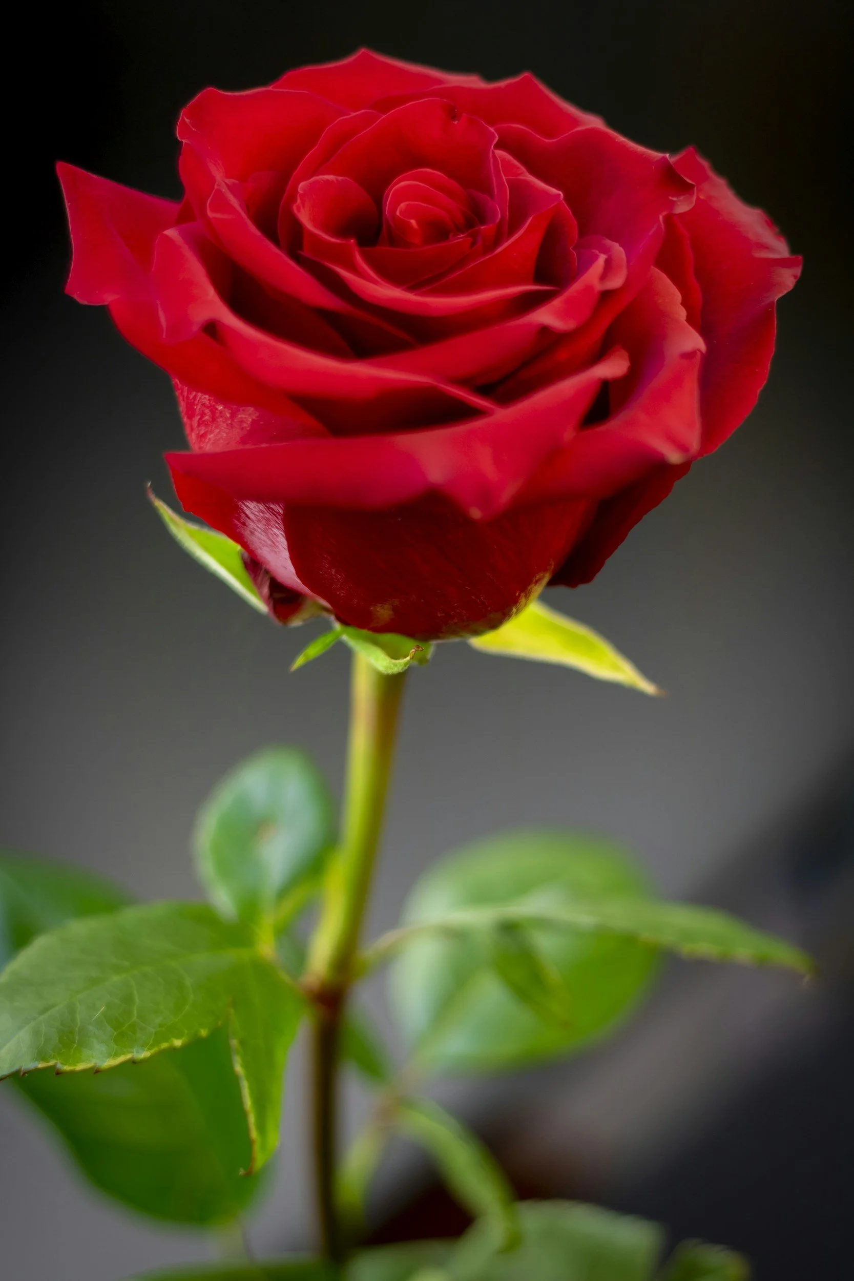 Workshop - Chenille Stem Red Rose Bouquet