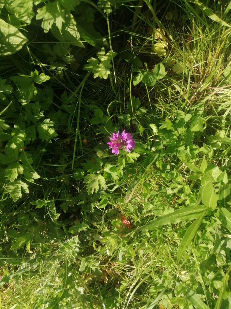Another increase in orchids at City Bank Old Nursery for the third year in a row