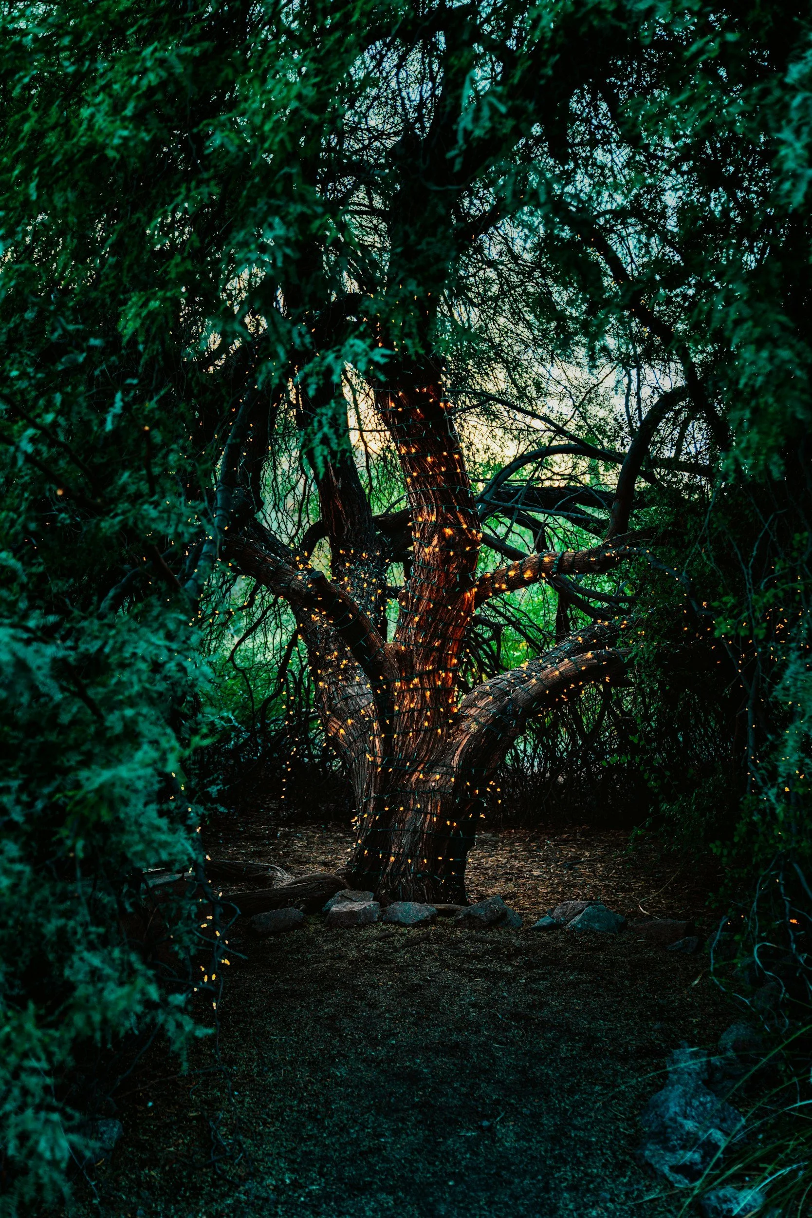 Magical Fairy Trail
