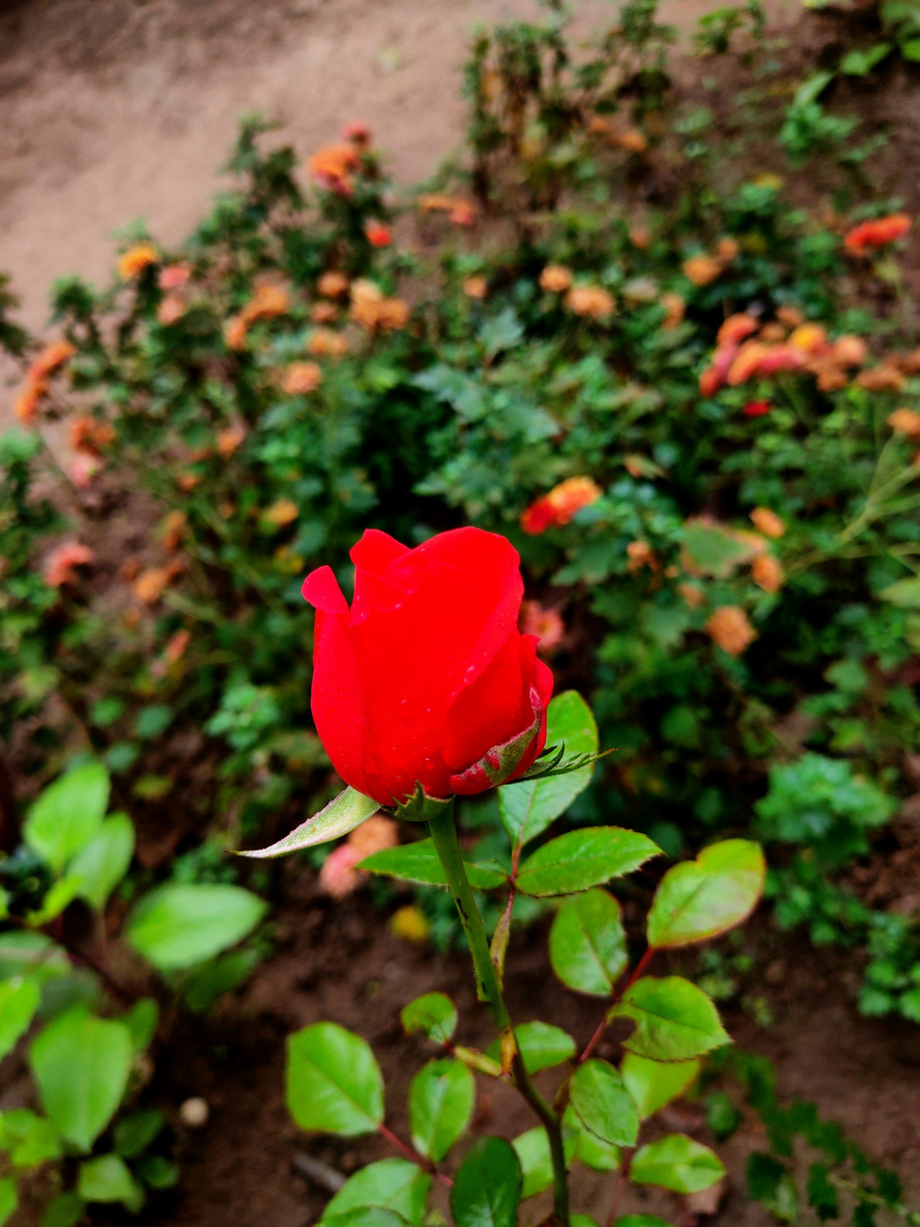 Beauty and the Beast