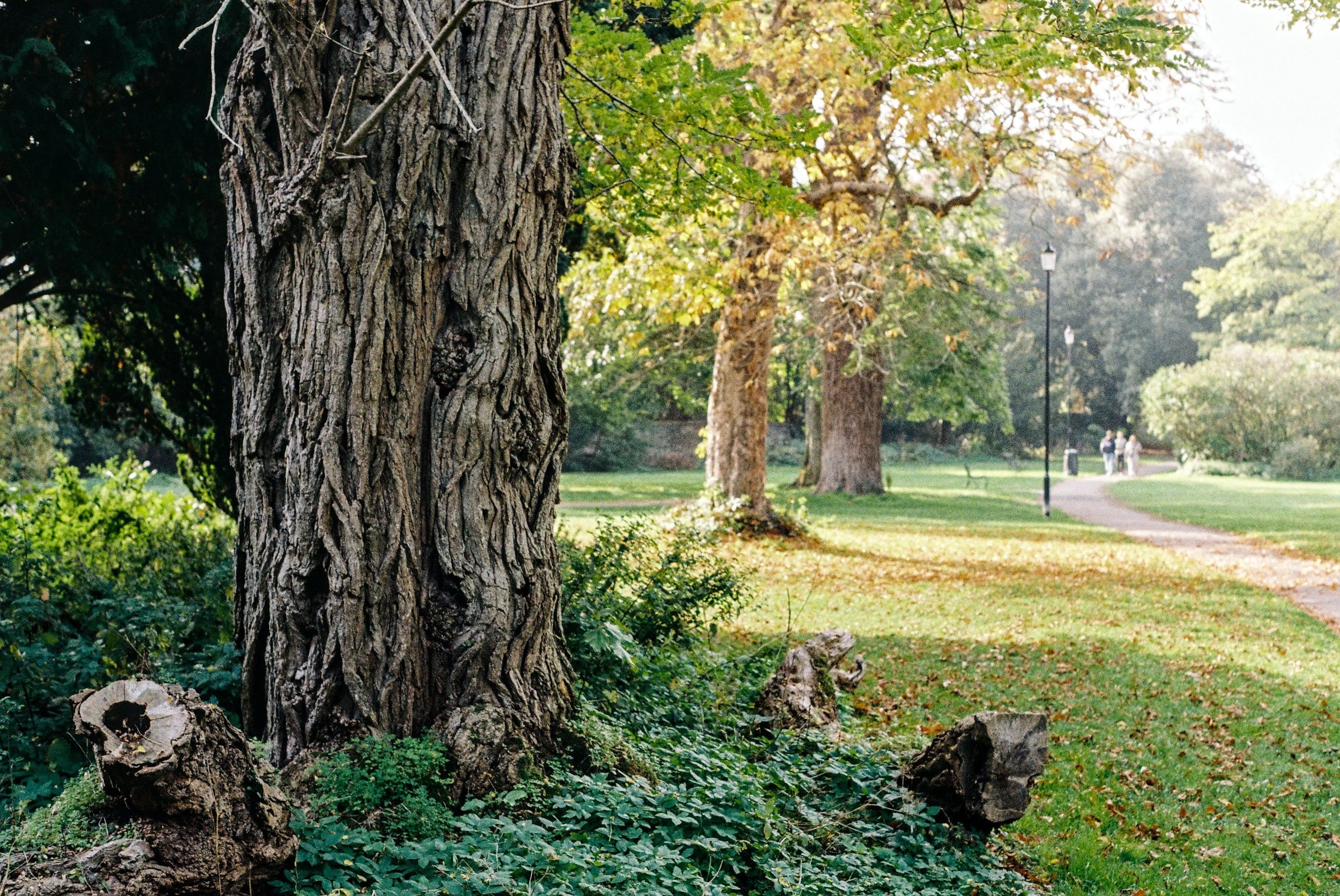 Heritage Open Day - Restoration in Cirencester Park 