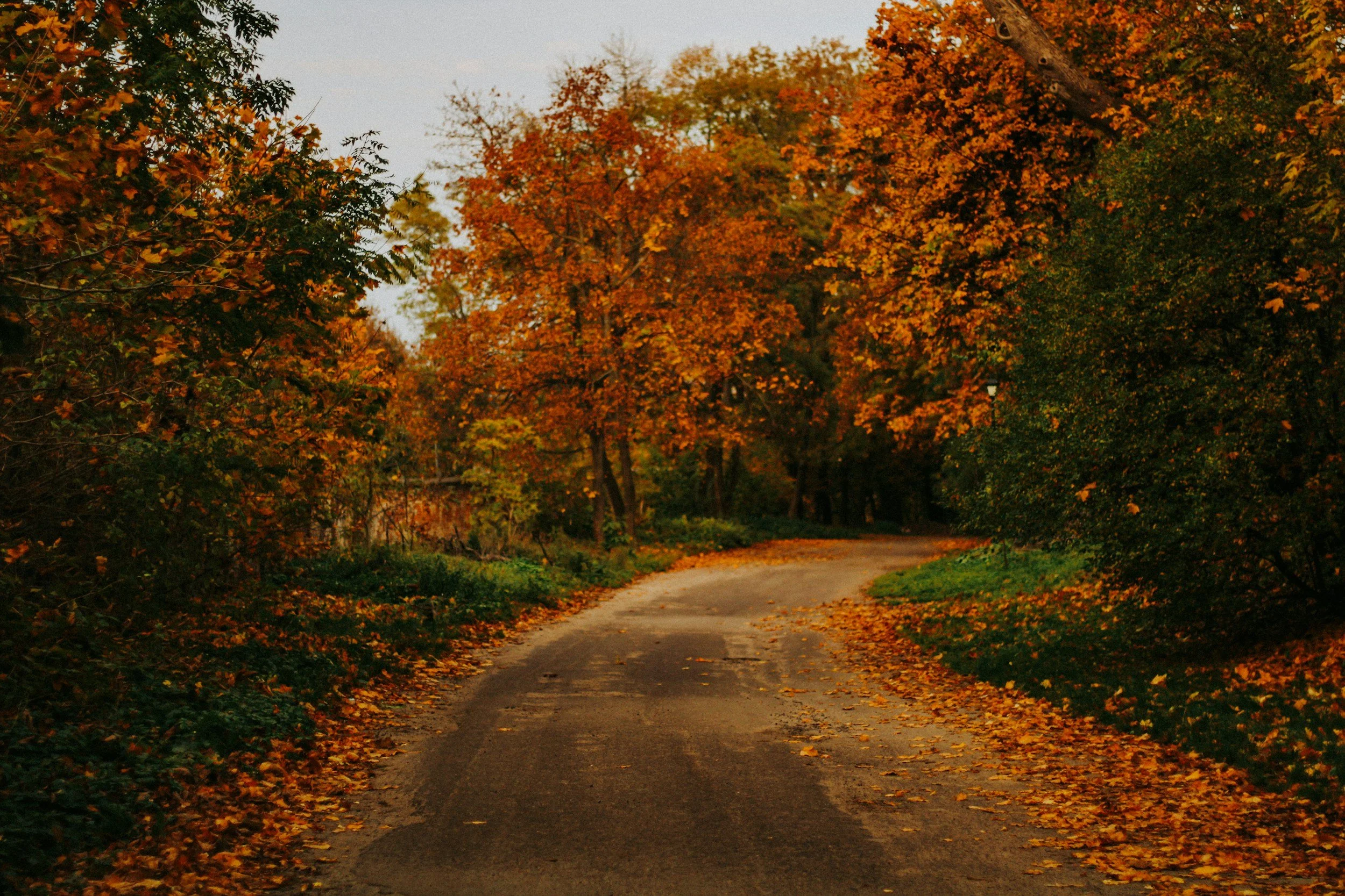 Workshop - Photography for Wellbeing Walk