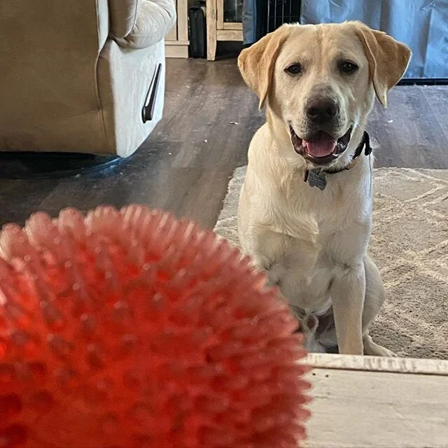 He waits very patiently for the ball to be thrown. Good boy!!! #labradors #lovemypup #goodboy
@tmjeffr