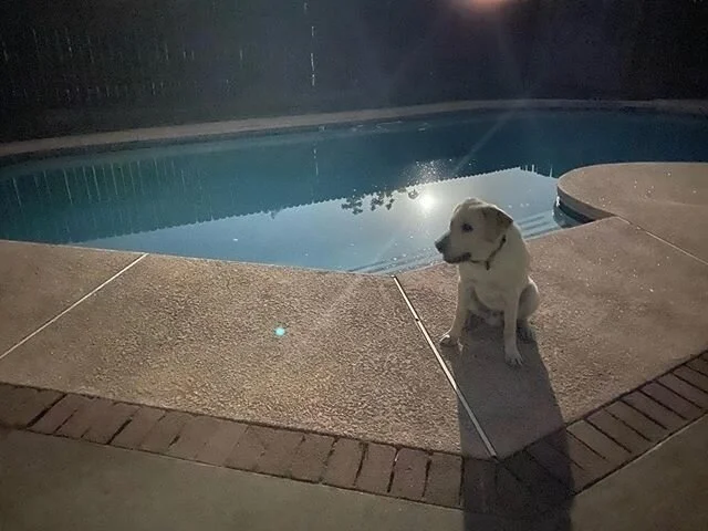 Max and the super moon last night. #bestfriend #dogsrule #heliveshisdad