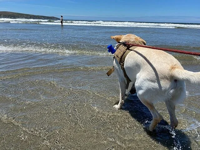 It was hard keeping him on the leash. His discipline isn&rsquo;t there yet to let him run with other dogs yet. He did great though and he loved the water. #labradorlife #condawg #beachday