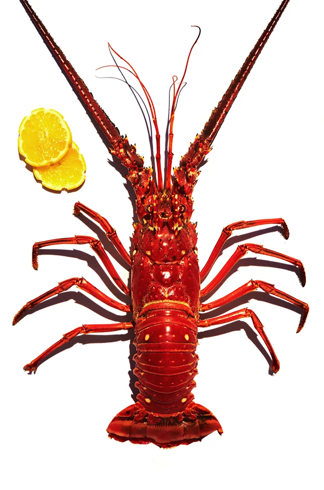 FRESH CAUGHT LOBSTER AT INDIGO ON THE BEACH