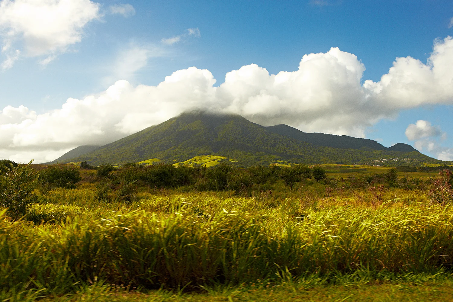 SUGAR CANE FIELDS WITH THE STRATOVOLCANO MOUNT LIAMUIGA IN THE CLOUDS