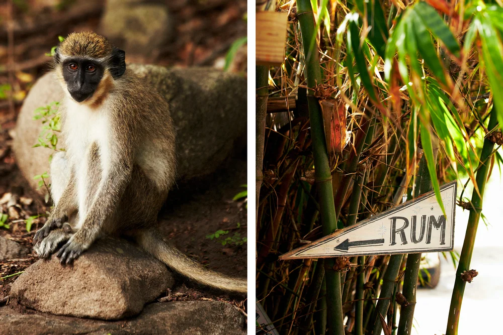 VERVET MONKEYS LIKE THE RUM AT SHIPWRECK BEACH BAR AND GRILL 