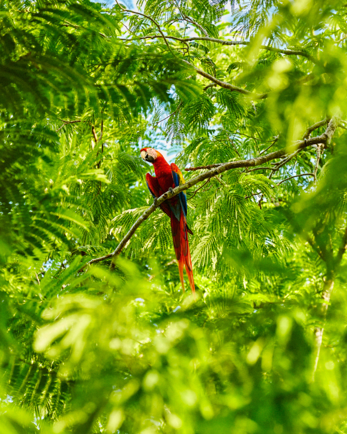  COSTA RICA MACAW 