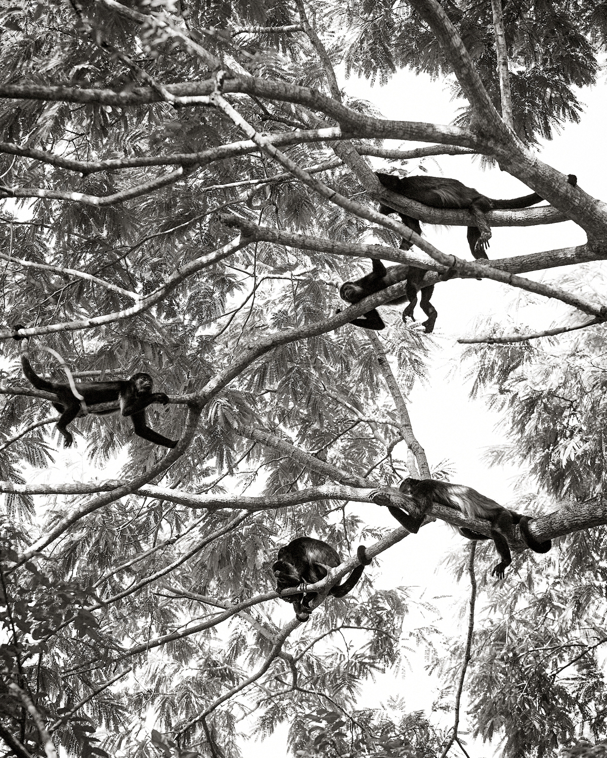  TROOP OF HOWLER MONKEYS ABOVE ROOM 18 AT HARBOR REEF SURF RESORT 