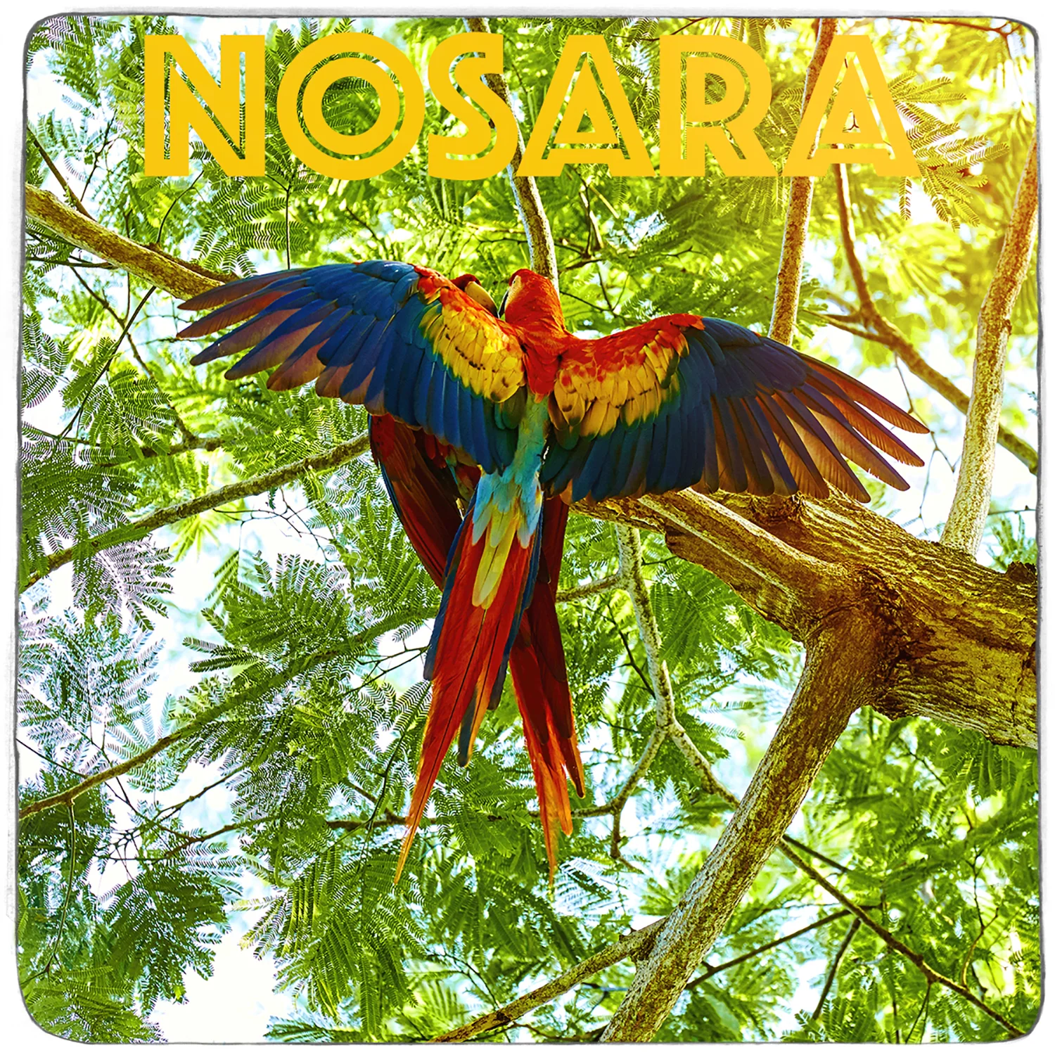 COSTA RICA MACAW