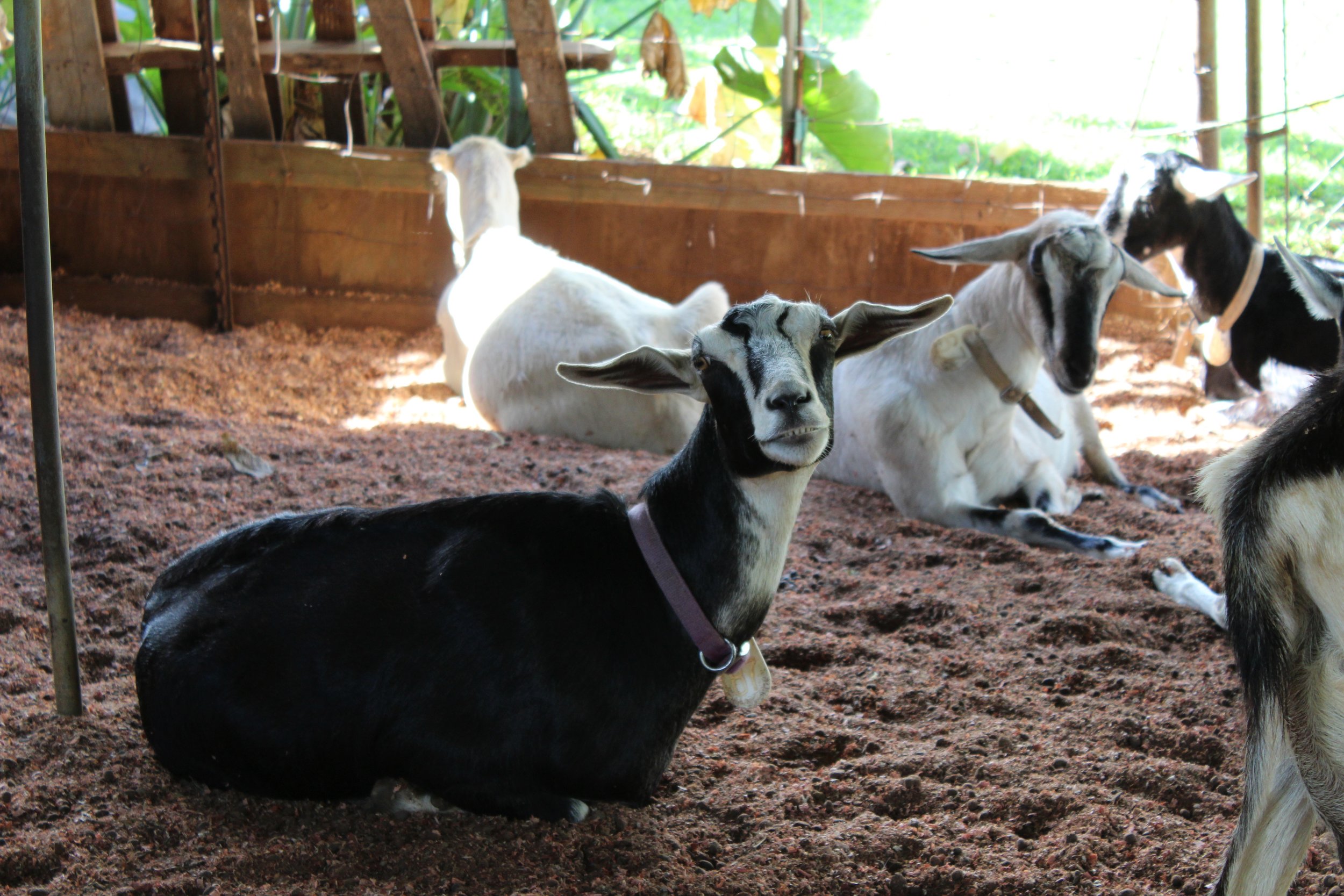 Goats from a dairy in Kauai