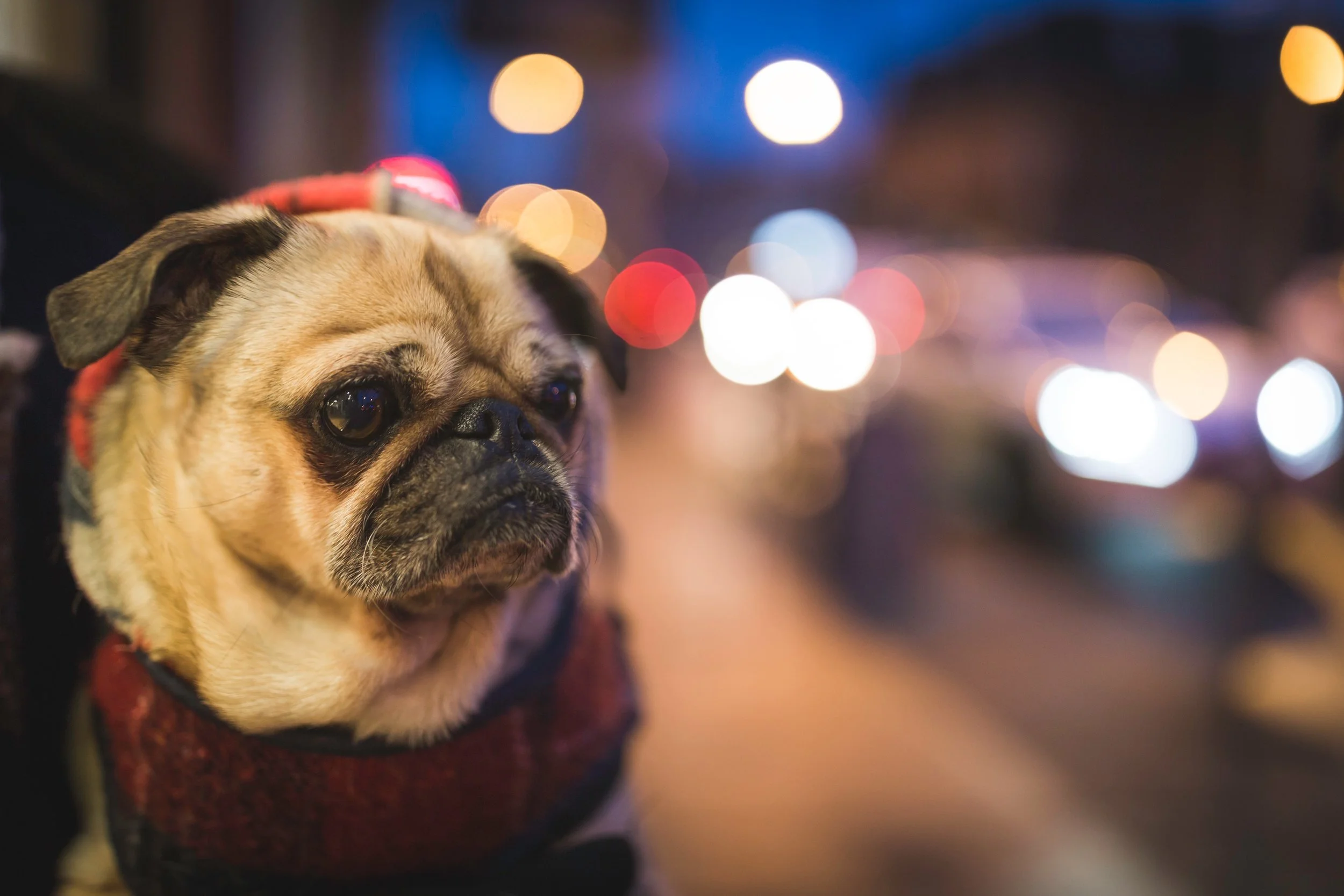 Pugs in particular have had special meaning in my life.