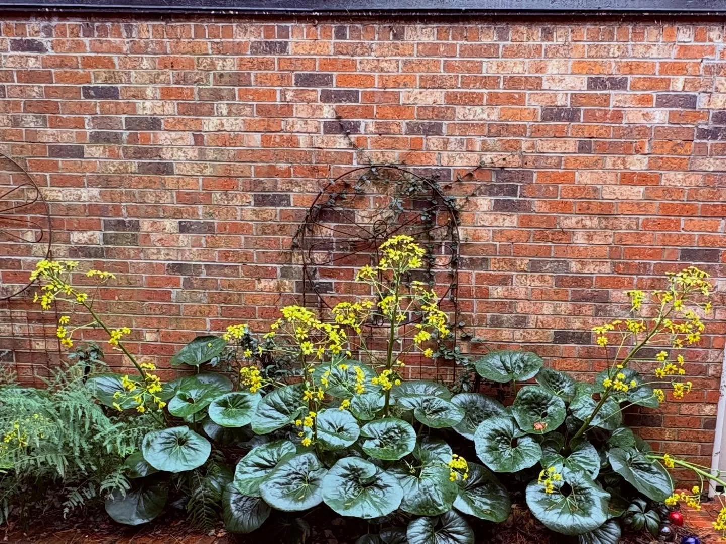 The beauty of autumn flowers on a gray day! #fallflowers #autumn #beauty #gardens #gardensofinstagram #glory #wonderfulworld #love