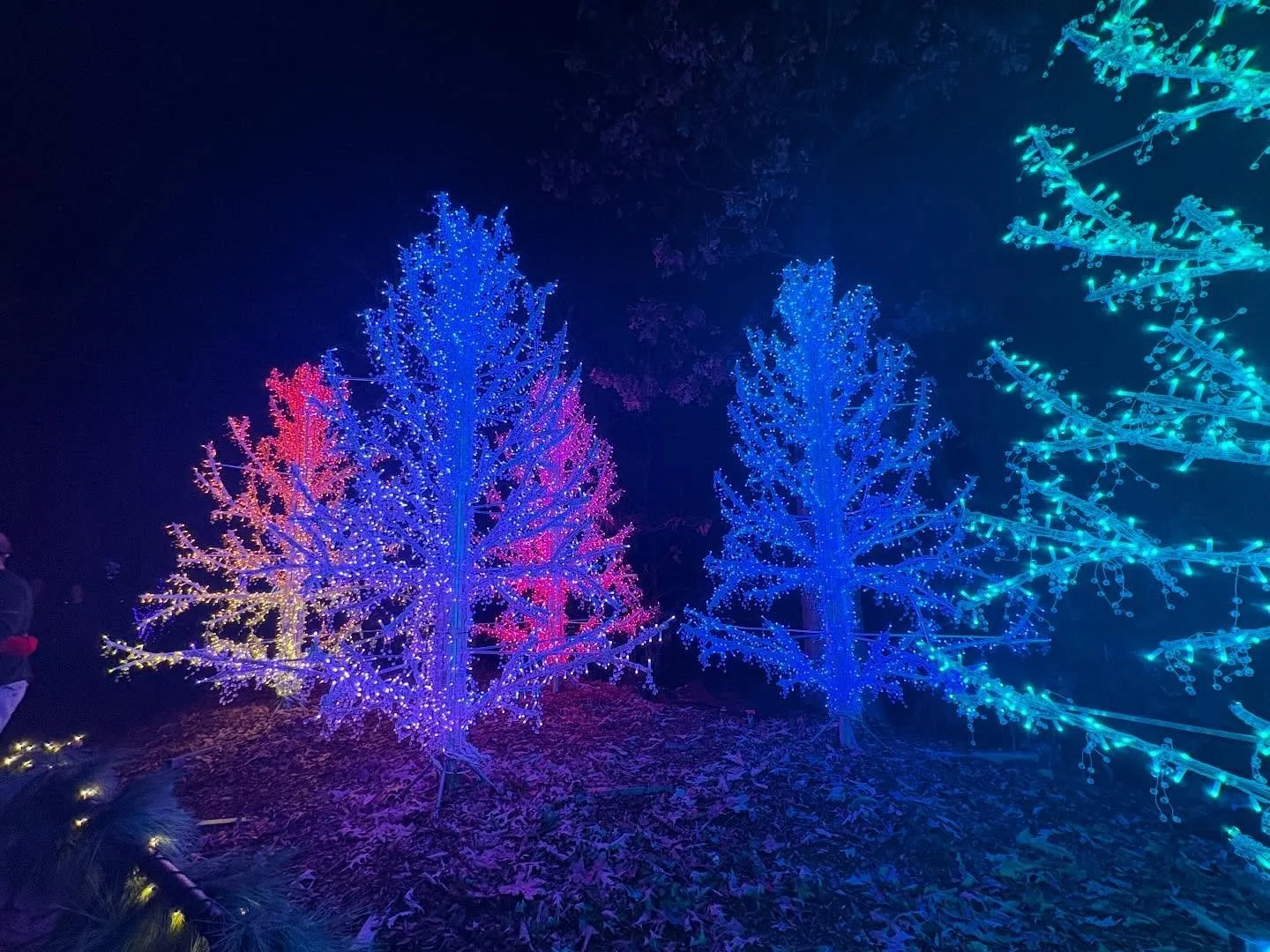 Family night at Holiday Lights @atlbotanical . It was a real treat as always! #holidaylights #ronaldchapman #seeingtrue #beauty #splendor