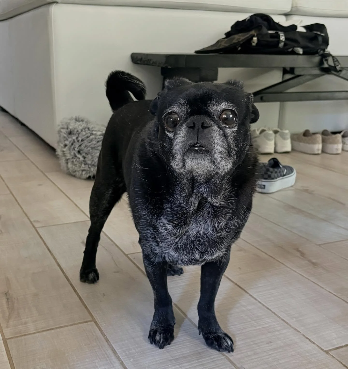 With my daughter @blackdiamondbree and hanging with Mortie, my Grandpug! #pug #grandpug #ronaldchapman #seeingtrue #hangingout