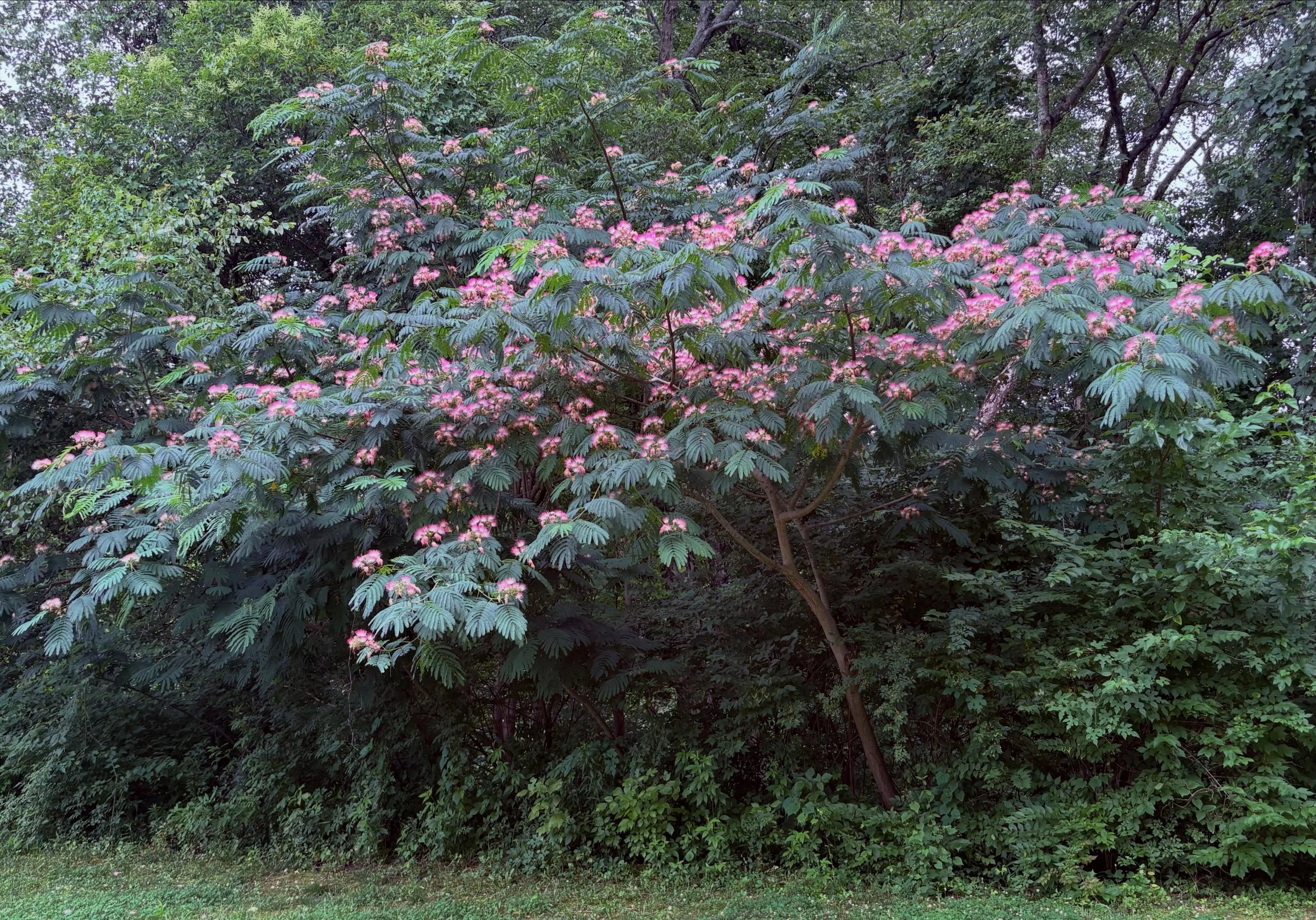 The mimosa, that quintessential sign of summer, is always a flashback for me. Oklahoma summers, the large mimosa that draped and shaded our patio, and slightly perfumed smell of summer. Beautiful! #mimosa #summer #flashback #ronaldchapman #seeingtrue