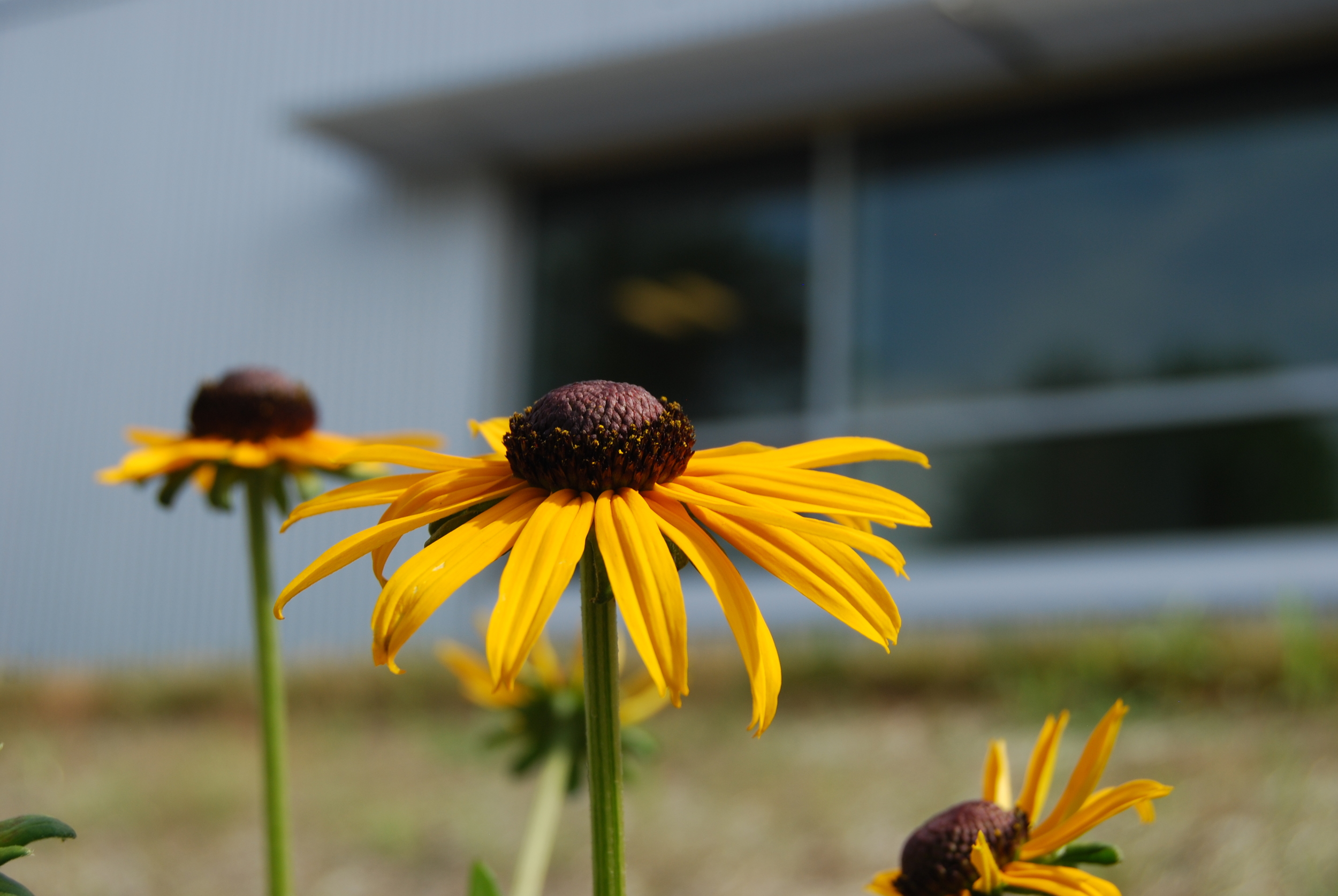 Black-Eyed Susans brighten the biofilters at the end of each summer.