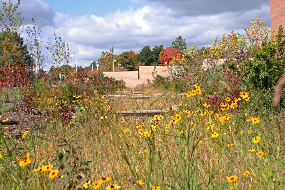 Regenerative design strategies include a native-planted drainage swale which creates an effective wildlife corridor traversing the expansive site. 