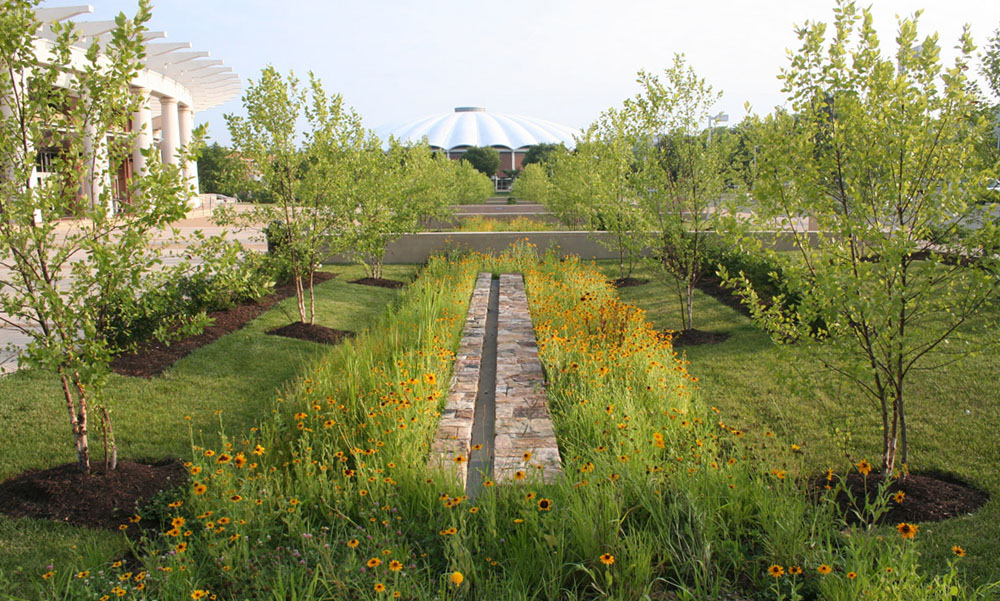 Biofilters on the entry plaza, featuring native Black-Eyed Susans and River Birches,  improve the stormwater quality in the watershed. 