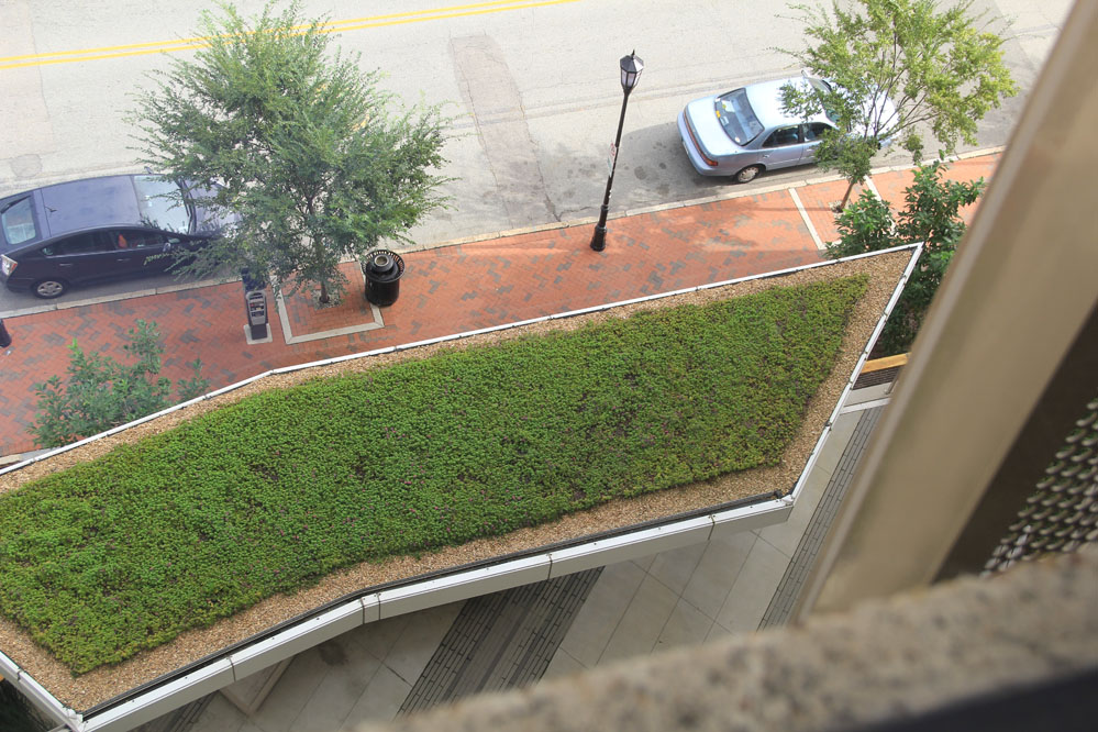 The green roof of the plaza canopy thrives without irrigation. 