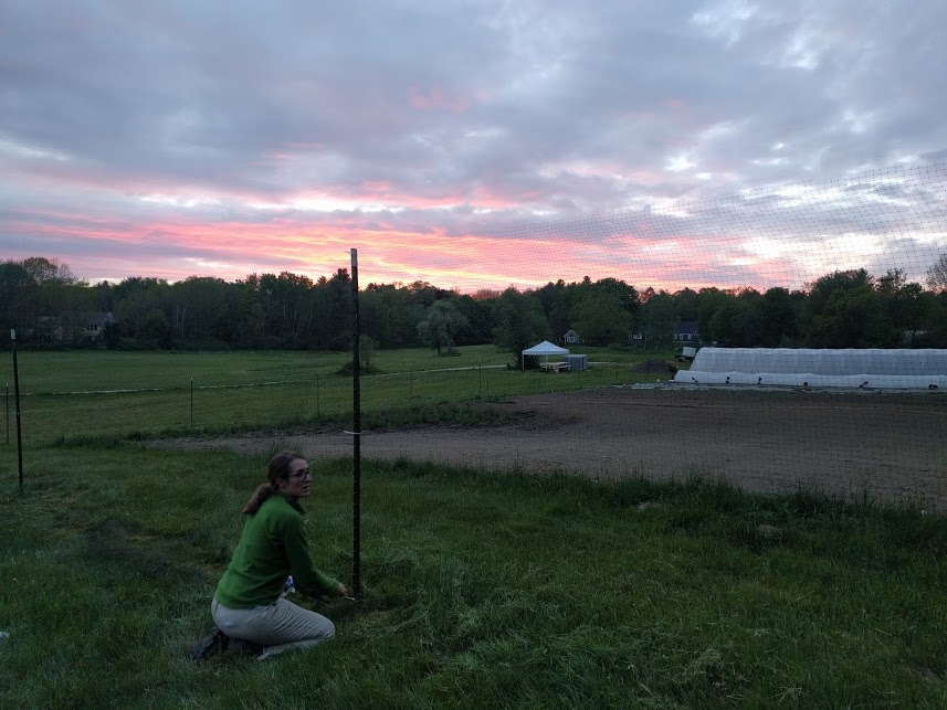 late night deer fence session