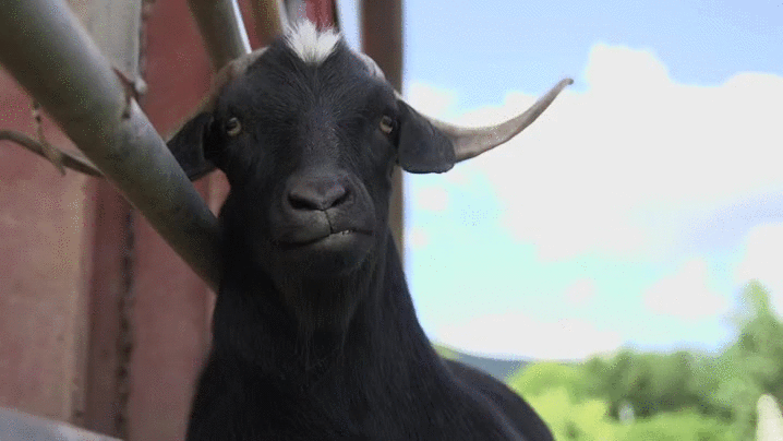 giphy (1).gif