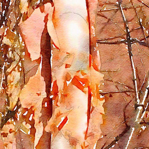 Birch by Nancy Carver