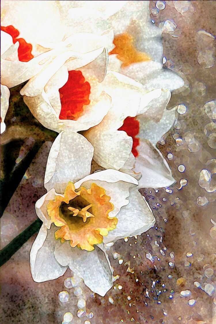 Thomas_Thankful+Daffodils+Watercolor+sml_w.jpg