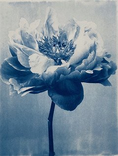 BuffyDavis-Peony.jpeg