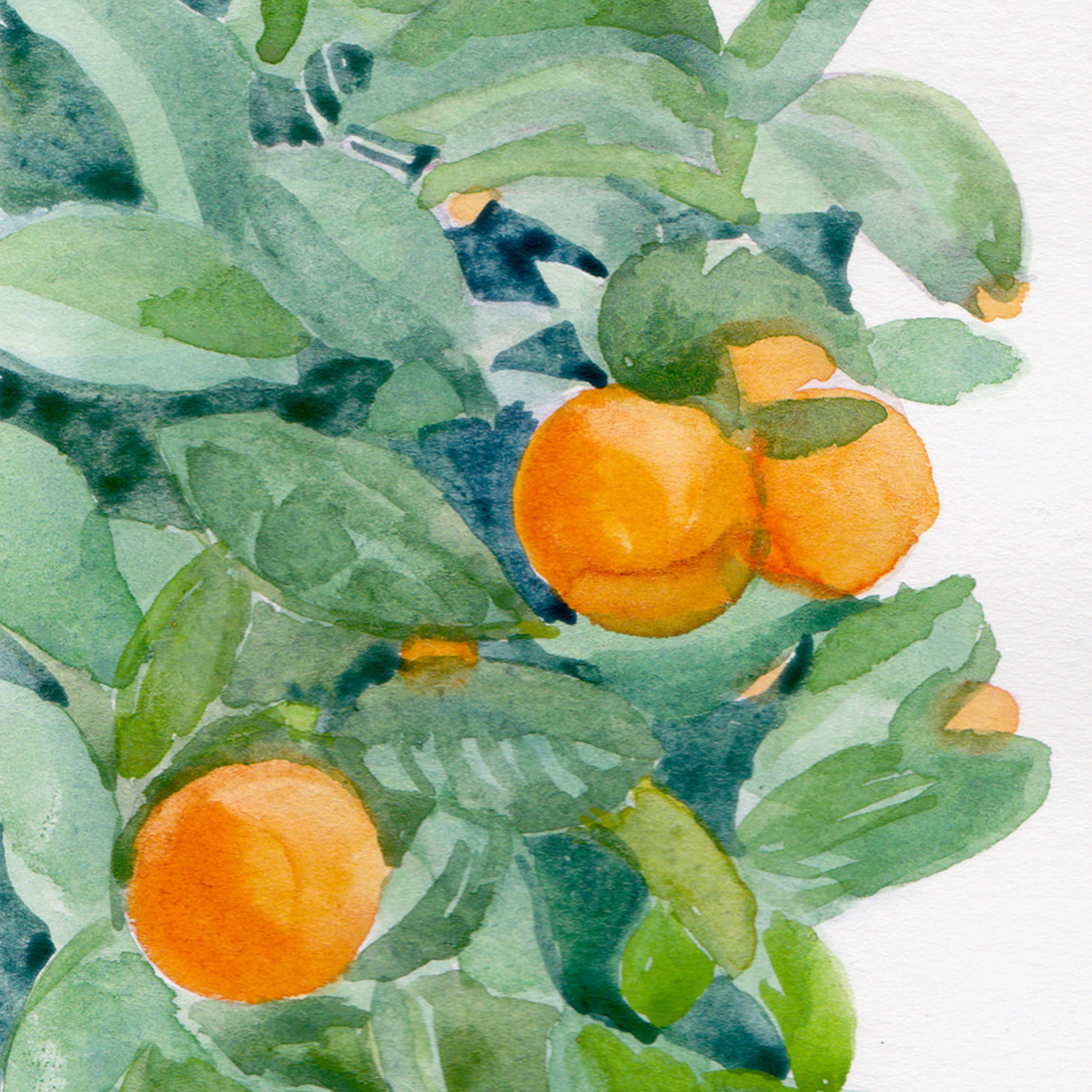 May Yin Giang Oranges watercolor.jpg