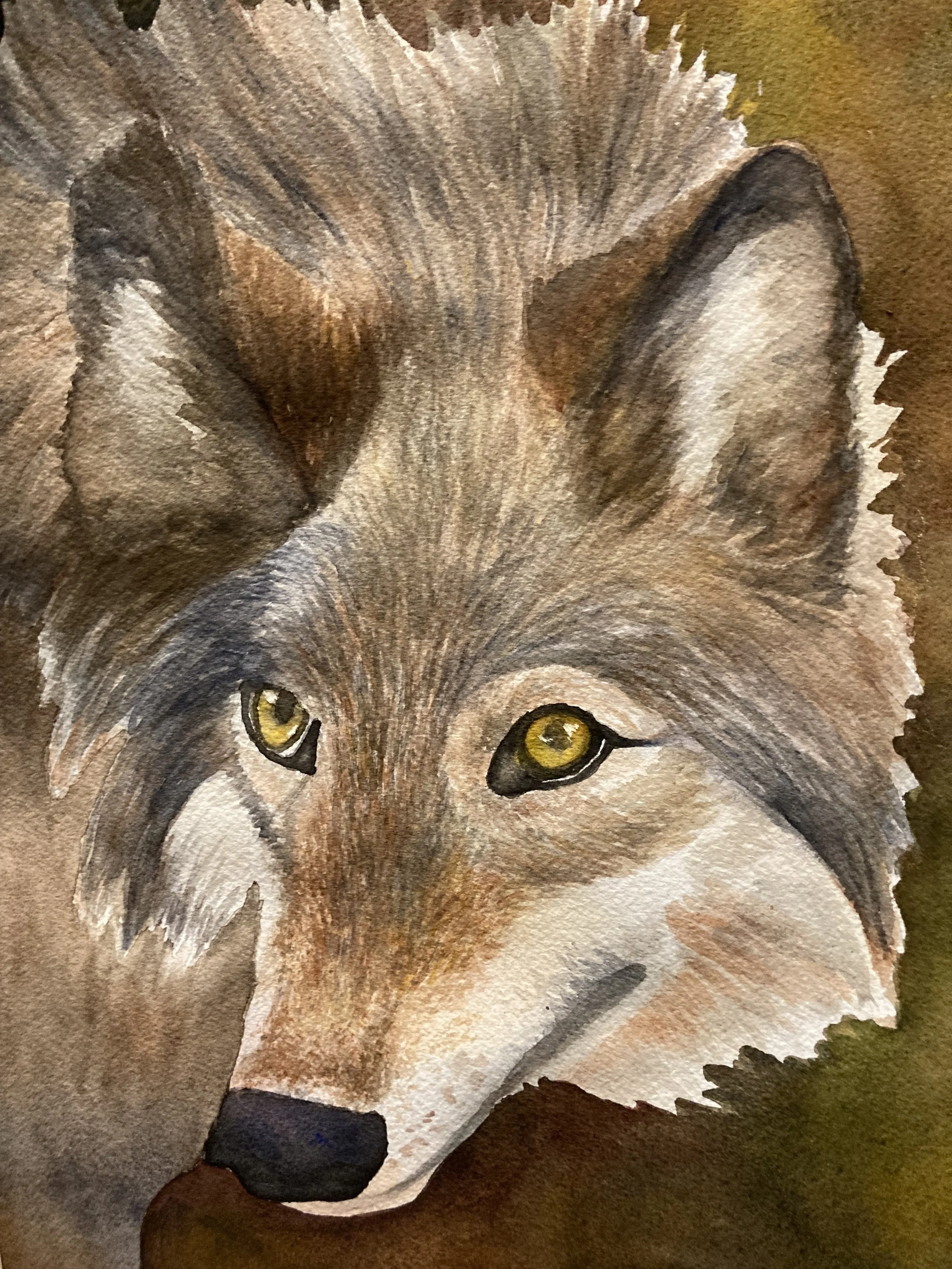 wolf watercolor .jpg
