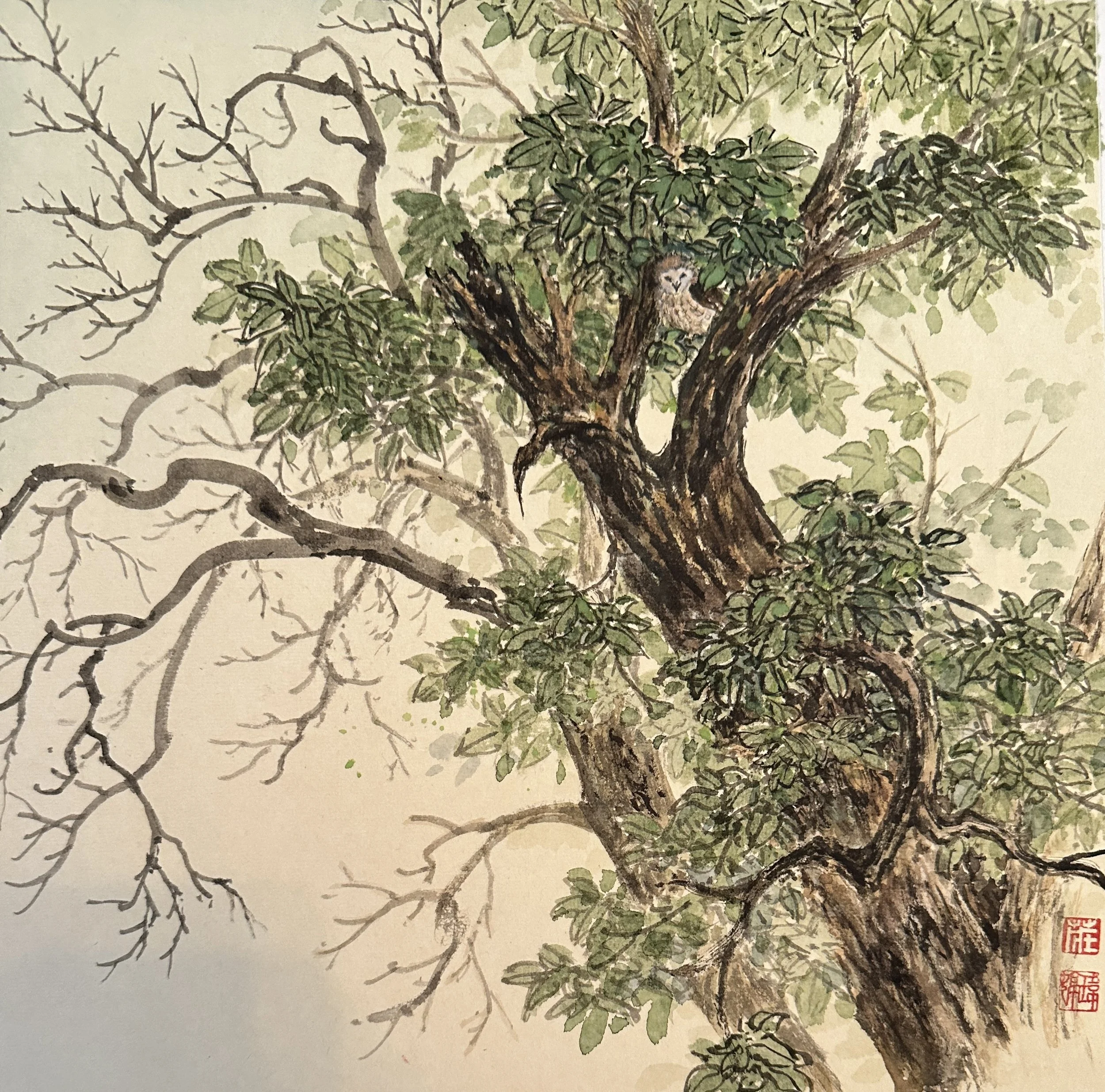 ChuangWeiTing_The Drowsy Watcher in Sycamore Grove Park_11x11.jpg