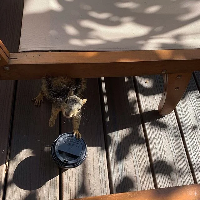 Strange times. Small daily rituals can offer calmness during uncertainty. Our squirrel friend has caught on! Hope you and your families are staying safe and well ! Love KIVU ❤️☕️🐿
#kivucoffee
#stayingathome
#dailyritual
#chocolatecoffee
#coffee
#qua