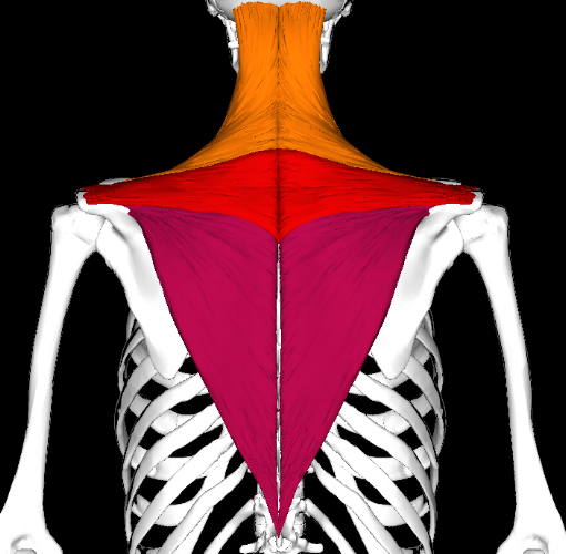Trapezius