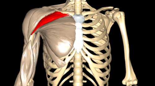 MuscleWiki - Barbell Sumo Deadlift - Glutes