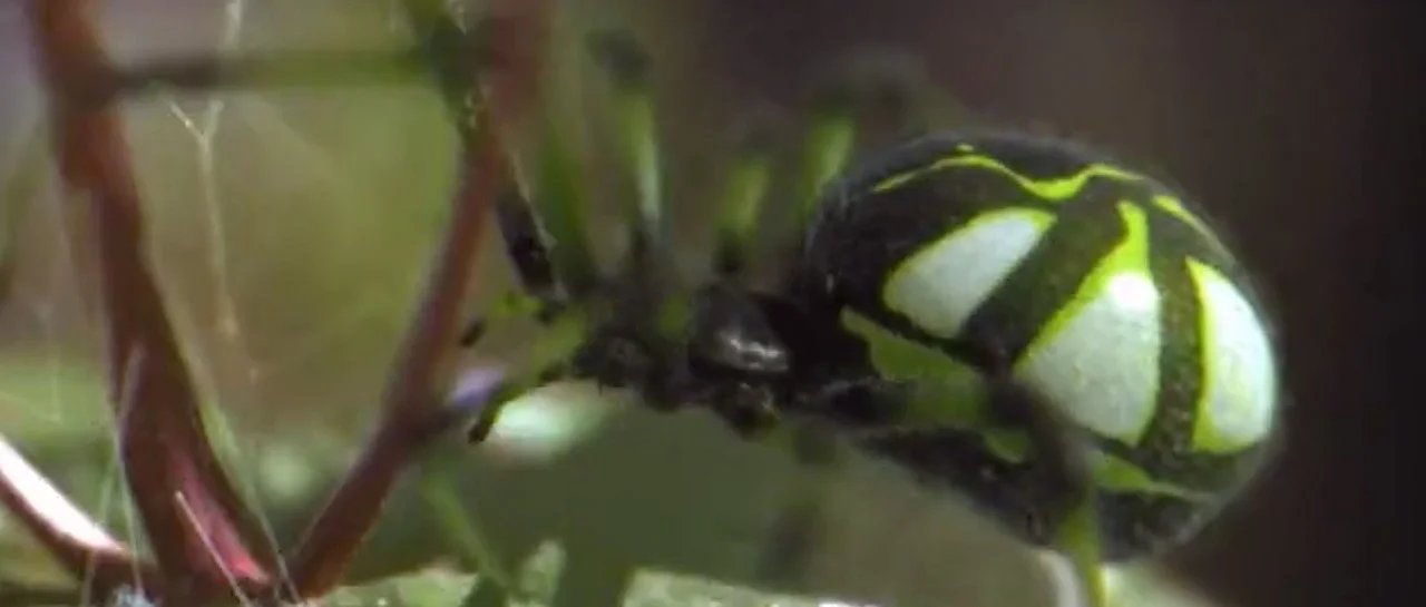 nike_spider_thumbnail_001.jpg