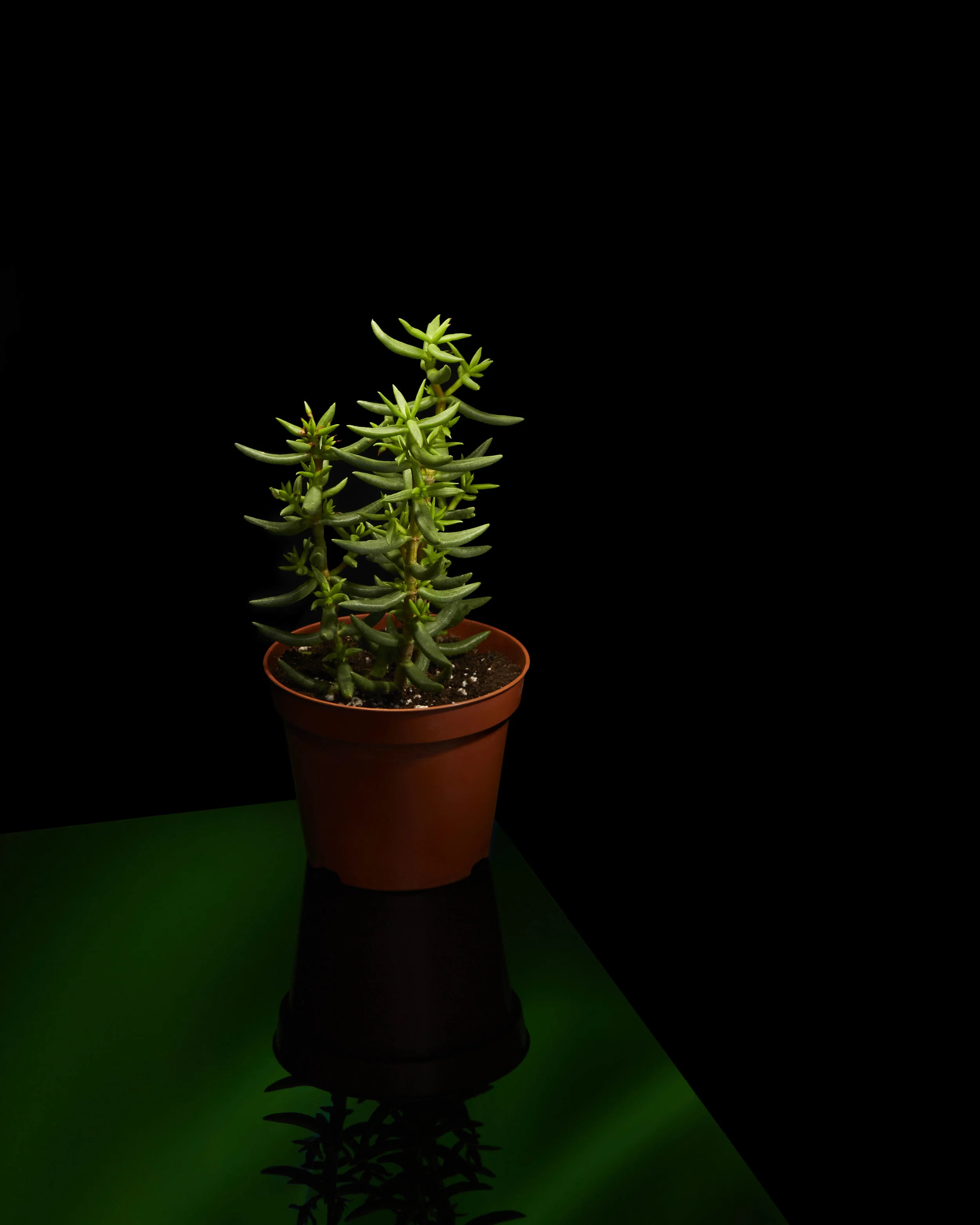 170710_PLANT_LIGHT_PAINTING8806_005_FINAL.jpg