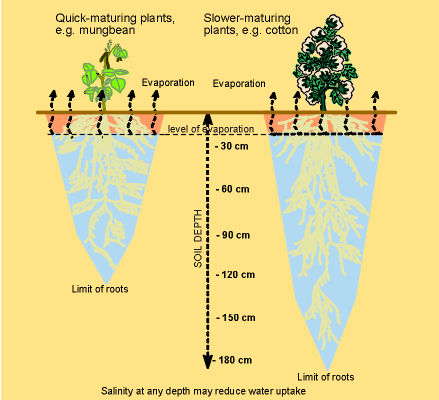 Figure 3. The Effect of Plant Root Depth on Water Distribution.