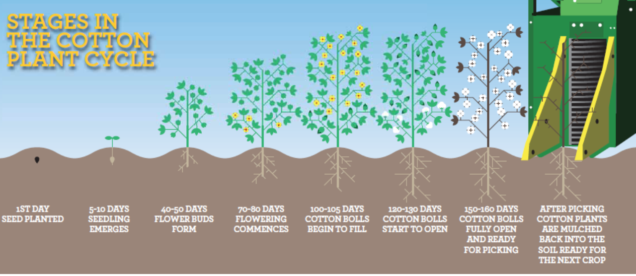 Credit: A. Gaber, “Ecological and Toxicological Studies on Certain Insect Pests Infesting Cotton Crop”