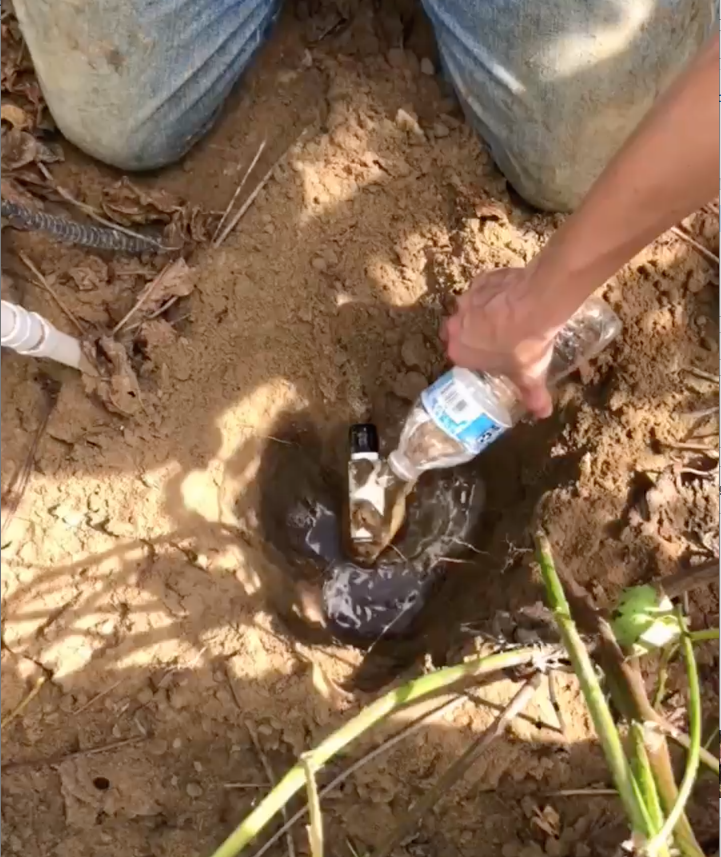 3. Pour water near the center of the probe & let it sink in.