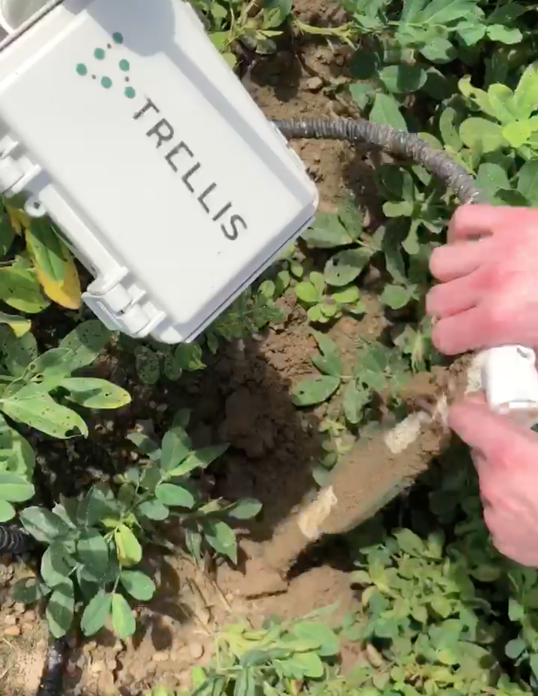 5. Carefully, without twisting, pull the probe straight up.